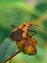 orange insects and wings have unique motifs on the flower branches