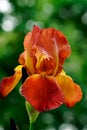 Orange iris in bloom Royalty Free Stock Photo