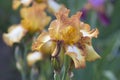 Orange Iris in bloom Royalty Free Stock Photo