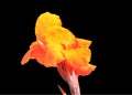 Orange Iris flower Royalty Free Stock Photo