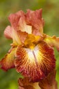 Orange Iris flower Royalty Free Stock Photo