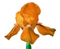 Orange iris flower isolated on a white background. Close-up. Royalty Free Stock Photo