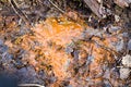 Orange Iron Gunge Sipping From Soil In A Stream