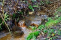 Orange Iron Gunge Sipping From Soil In A Stream