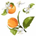 Citrus isolated, orange fruit branch with flowers and leaves. Royalty Free Stock Photo