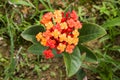 Orange Ixora