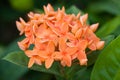 Orange Ixora flowers