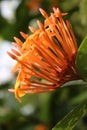 Close-up of orange Ixora flowers and buds