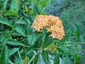 orange ixora flowers close up. photo taken in malaysia