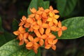 Orange Ixora flowers in the garden