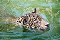 Orange jaguar swimming