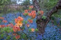 Orange Japanese azalea in bud outside the walled garden at Eastcote House Gardens with blue bells and blue forget-me-not behind