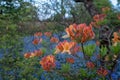 Orange Japanese azalea in bud outside the walled garden at Eastcote House Gardens with blue bells and blue forget-me-not behind