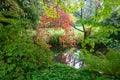 Orange japanese maple tree and small pond