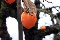 Orange Japanese persimmon fruit on the tree and droplet after rain on white sky background. Royalty Free Stock Photo