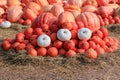 Orange Japanese pumpkins in a field of straw for sale at the countryside farm in thailand. Royalty Free Stock Photo