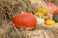 Orange Japanese pumpkins in a field of straw for sale at the countryside farm in thailand. Royalty Free Stock Photo