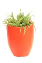 Orange Jardiniere