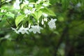 Orange jasmin or white flowers in gravity direction Royalty Free Stock Photo