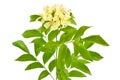 Orange Jasmine Royalty Free Stock Photo