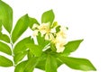 Orange Jasmine Royalty Free Stock Photo
