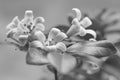 Orange Jasmine Flower on biack and white tone