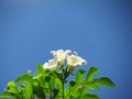 Orange Jasmine flower blooming on tree against the blue sky. Royalty Free Stock Photo