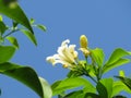 Orange Jasmine flower blooming on tree against the blue sky. Royalty Free Stock Photo