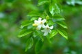 Orange jasmine flower in the garden Royalty Free Stock Photo