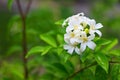 Orange jasmine flower in the garden Royalty Free Stock Photo