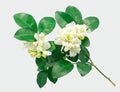 Orange jasmine flower isolated on white background Royalty Free Stock Photo