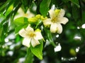 Orange jasmine flower after rain.