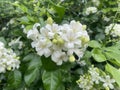 orange jasmine flowers on the bush, white flowers in the garden Royalty Free Stock Photo