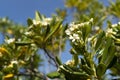 Orange jasmine flowers in close-up