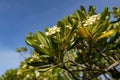 Orange jasmine flowers in close-up