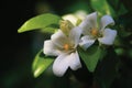 Orange jasmine. Murraya paniculata, Chalcas exotica, Murraya exotica, white flowers.