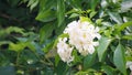 Close up Orange jasmine murraya paniculata in the garden. Royalty Free Stock Photo