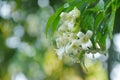 orange jasmine tropical flower scented on night blooming from branch with drop of water after rain Royalty Free Stock Photo