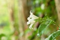 Orange jasmine tropical flower scented on night with drop of water blooming in garden Royalty Free Stock Photo