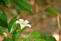 Orange jasmine tropical flower scented on night with drop of water blooming in garden