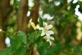 Orange jasmine tropical flower scented on night with drop of water blooming in garden Royalty Free Stock Photo