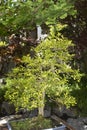 Orange jasmine twin trunk, Lingnan school style