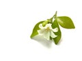 Orange jasmine white flower blooming with copy space isolated on white background closeup. Royalty Free Stock Photo
