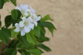 Orange jasmine white flower on green leaves isolated on cement wall background closeup. Royalty Free Stock Photo