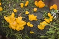 Orange Jelly Dacrymyces palmatus on a mossy log