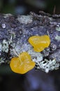 Orange Jelly Dacrymyces palmatus
