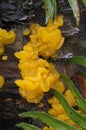 Orange Jelly Dacrymyces palmatus