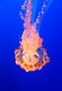Orange jelly fish on a dark blue background Royalty Free Stock Photo