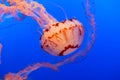 Orange jelly fish on a dark blue background Royalty Free Stock Photo