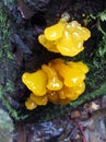 Orange Jelly Fungus - Dacrymyces palmatus